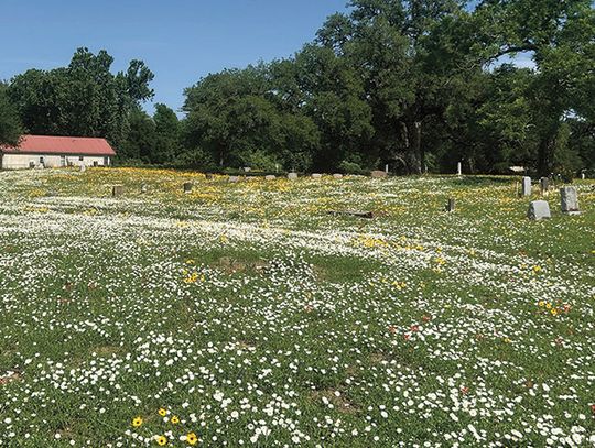 Columbus City Cemetery sprouts fields of flowers each season