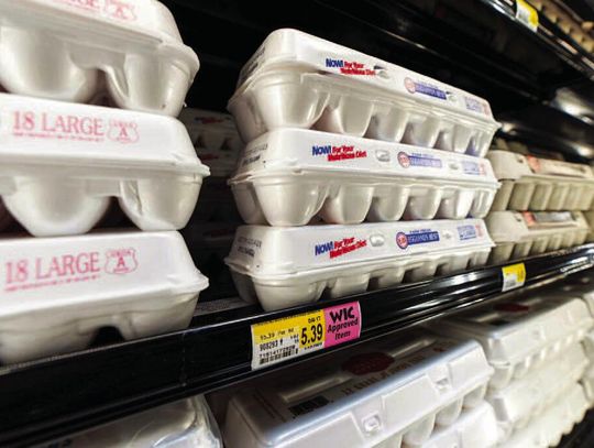 Egg prices plummet