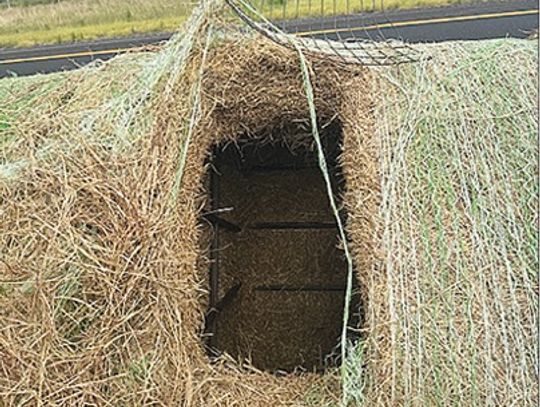 Hay bales hold more than hay