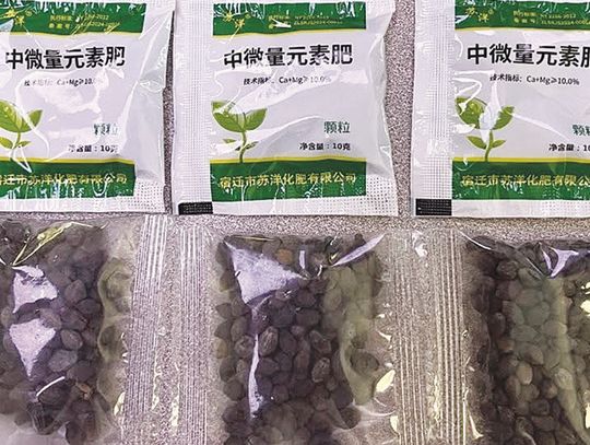 Mystery seeds growing