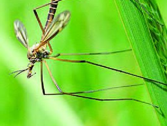 What are crane flies?