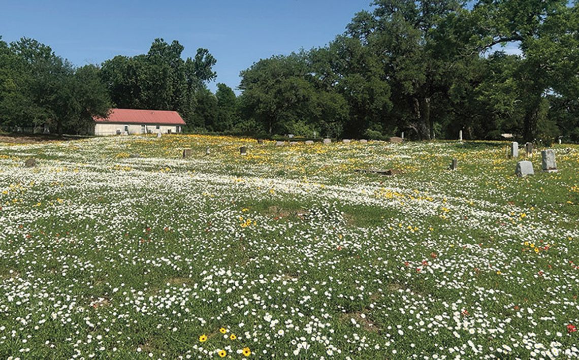 Columbus City Cemetery sprouts fields of flowers each season Columbus City Cemetery sprouts fields of flowers each season